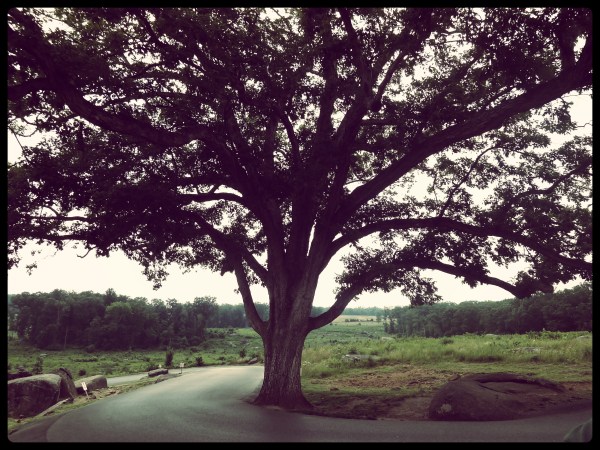 Tree That Survived Gettysburg